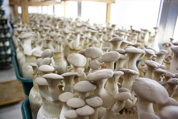 Cómo cultivar hongos medicinales