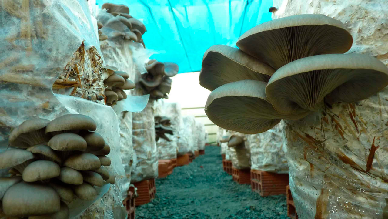 Es rentable comprar un curso de cultivo de hongos