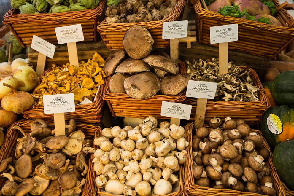 Curso de cultivo de hongos medicinales